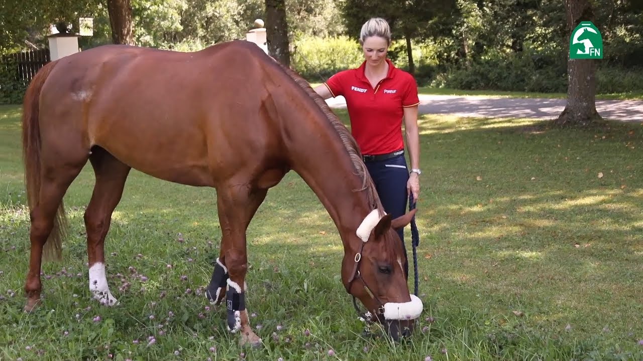 Stallbesuch bei DSP Alice