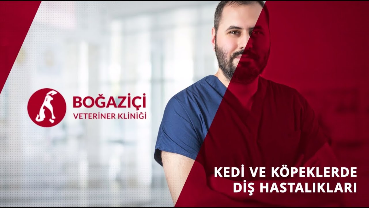 Kedi ve Köpeklerde Diş Hastalıkları