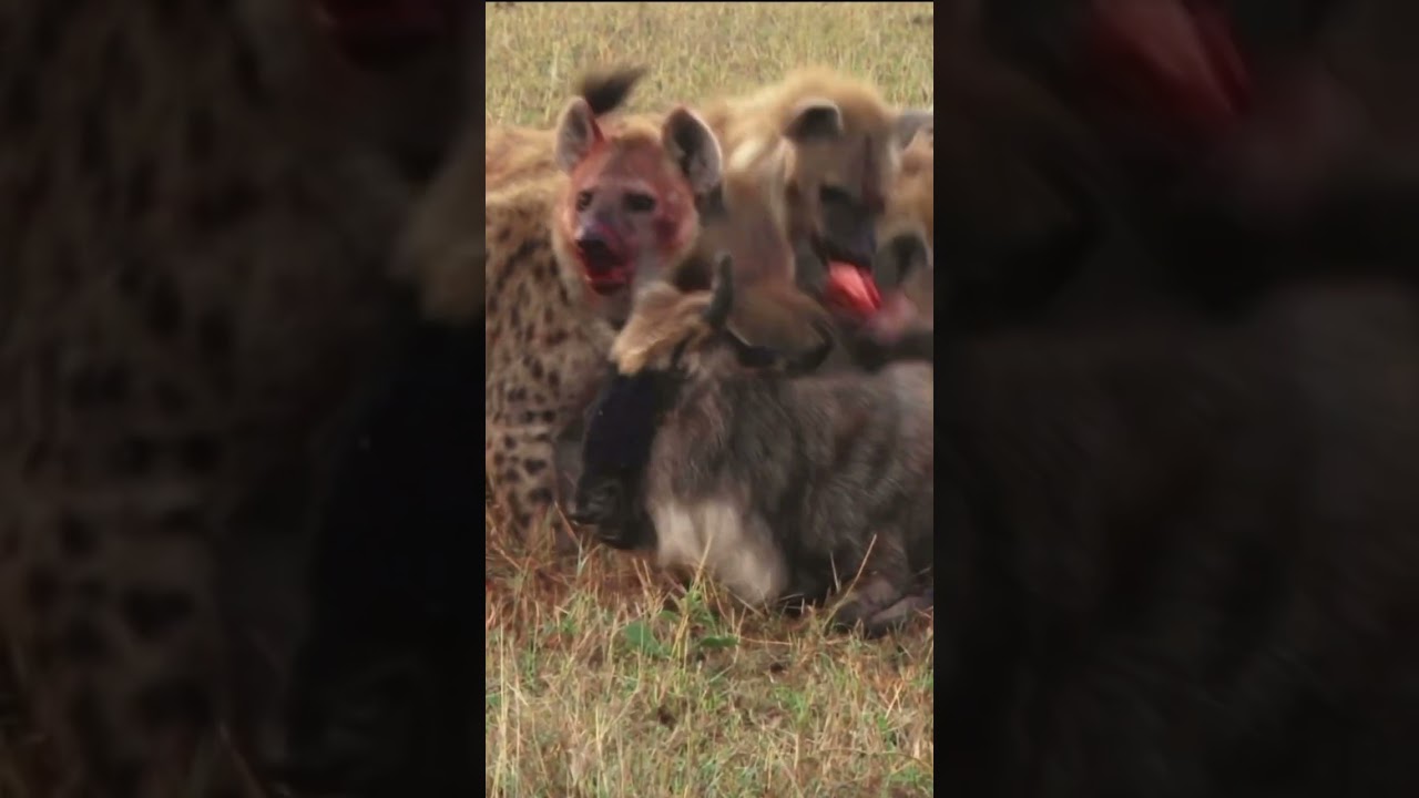 Nature wildlife scene, pack of hyenas eating living wildebeest