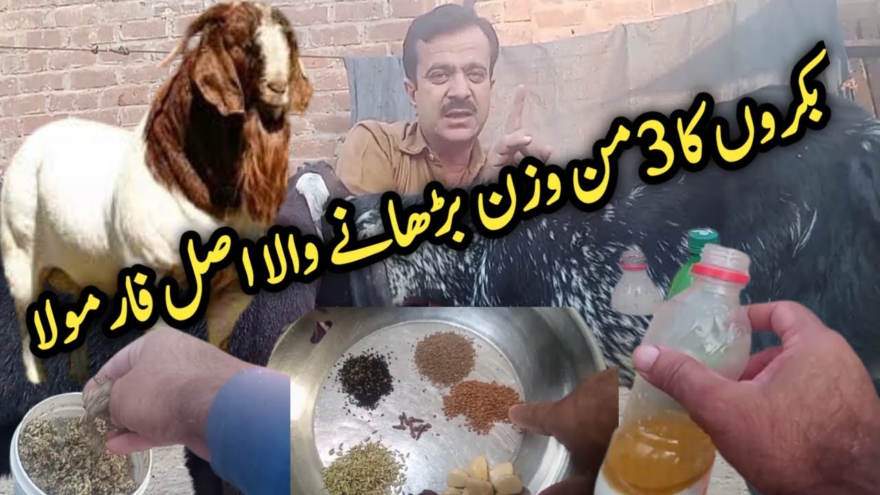 بکروں کا وزن بڑھانے والا   فارمولا Goat Farming in Pakistan