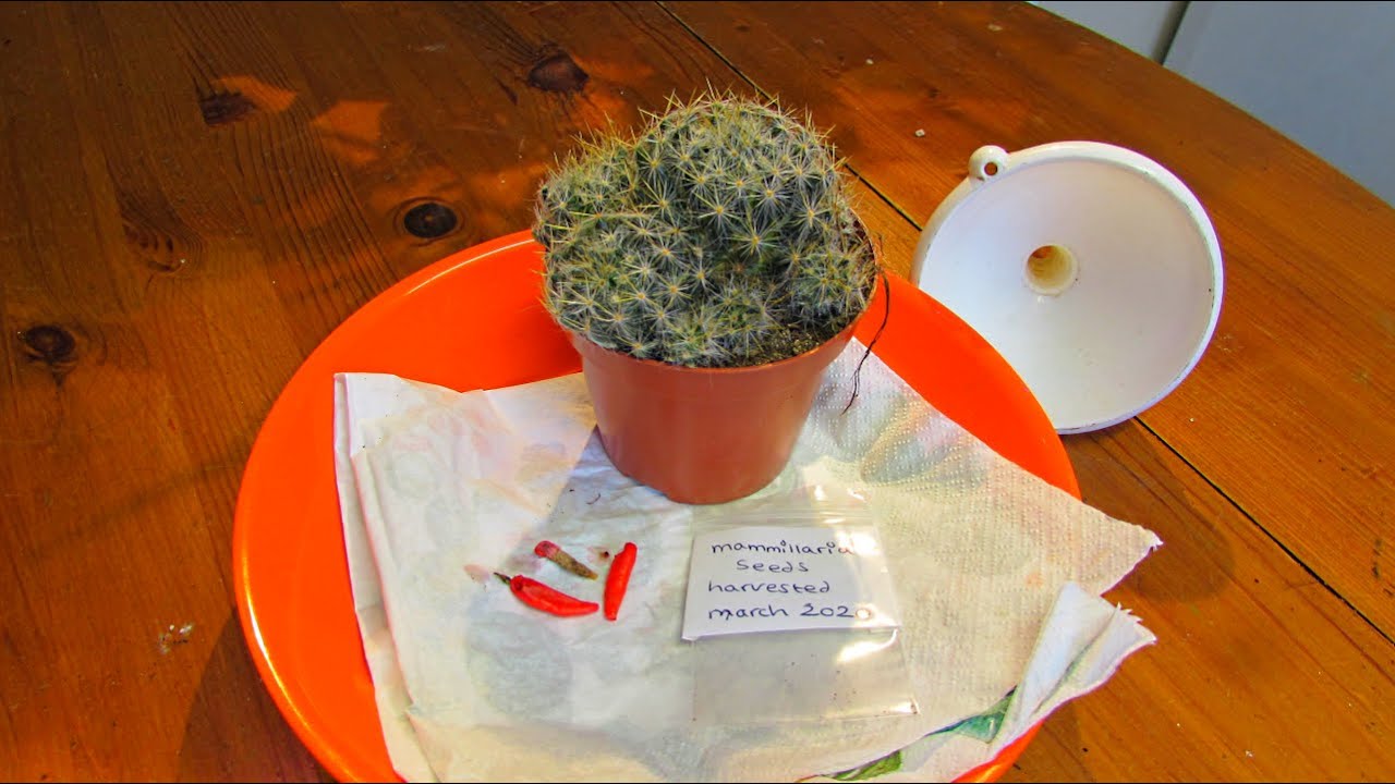 How to Harvest Seeds from Mammillaria Cactus Plants