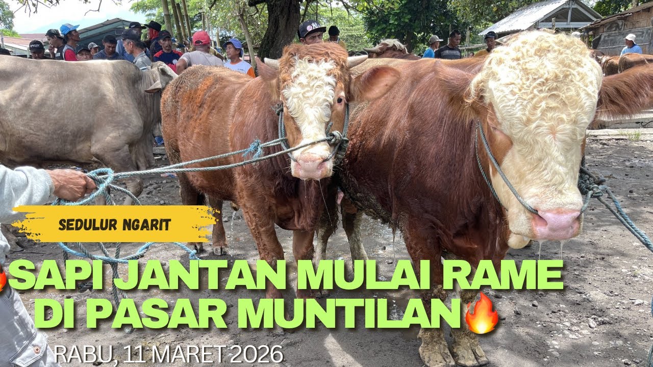 🔥SAPI JANTAN MULAI RANE DI PASAR MUNTILAN🔥‼️‼️ #sedulurngarit #sapijantansuper 