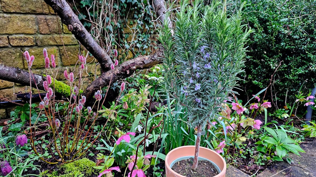 Lollipop Rosemary (Salvia Rosmarinus)