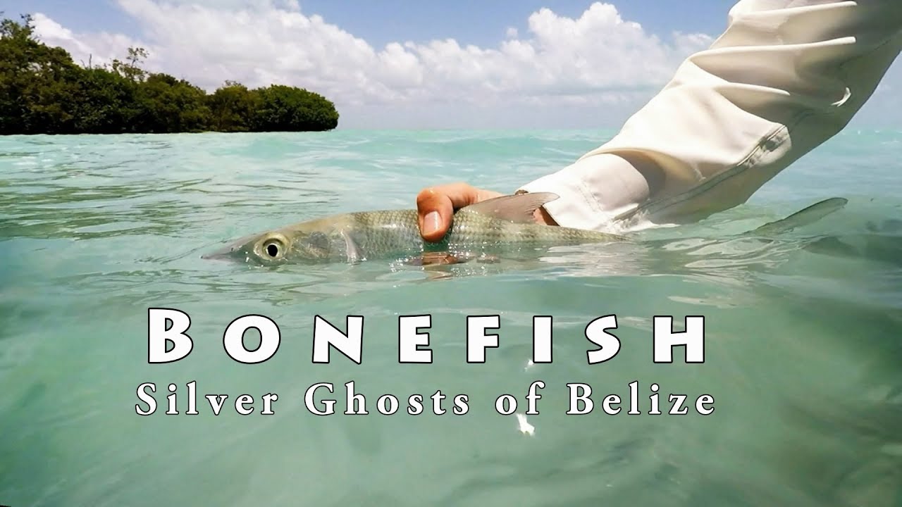 Bonefishing on the Fly in Ambergris Caye, Belize