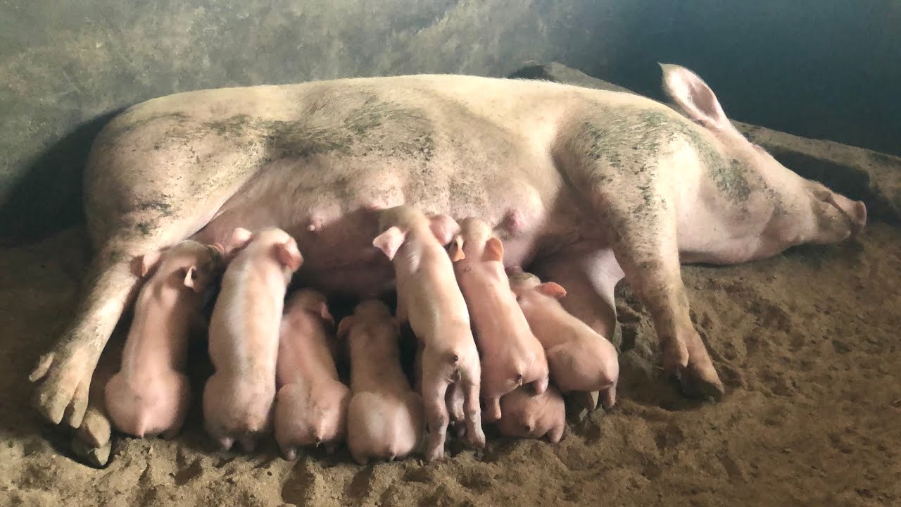 The Fastest Way to Stop Piglet Diarrhea (Every Farmer Needs This Tip!)