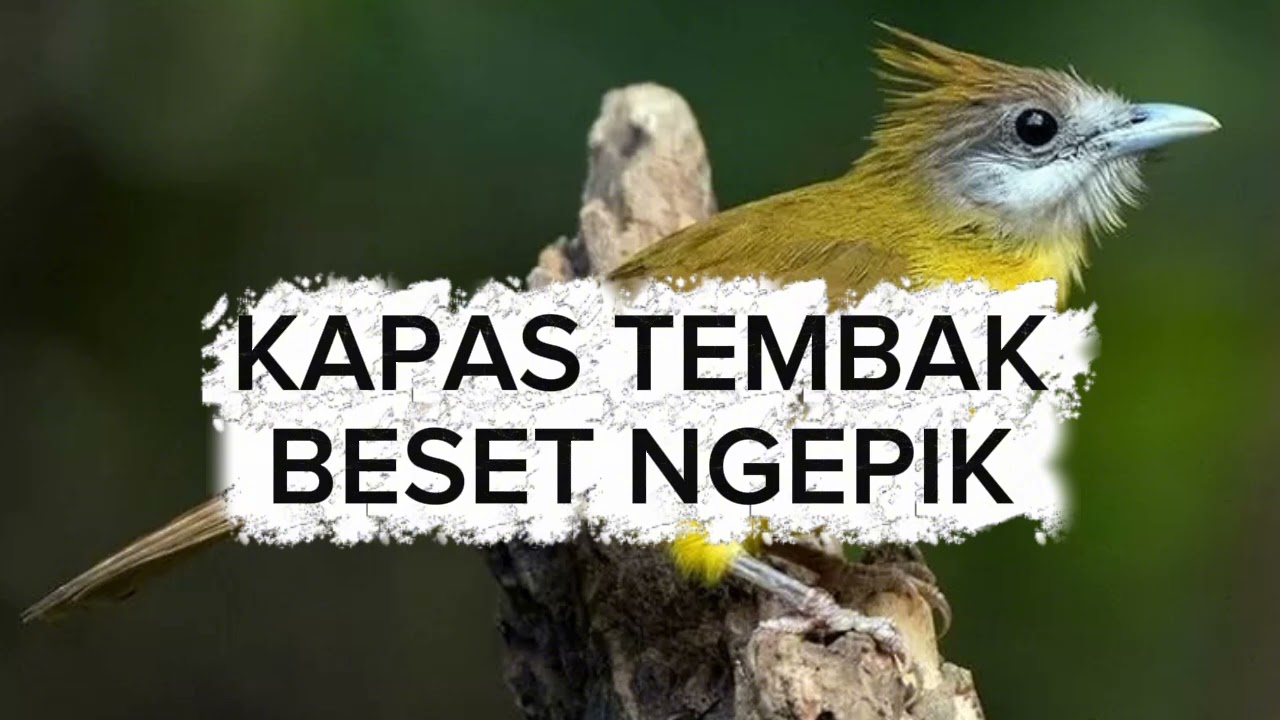 KAPAS TEMBAK BESET NGEPIK... !!!!