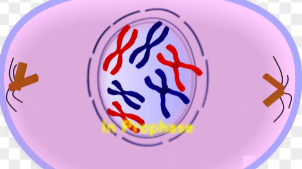 Group 2 Mitosis ACBNG