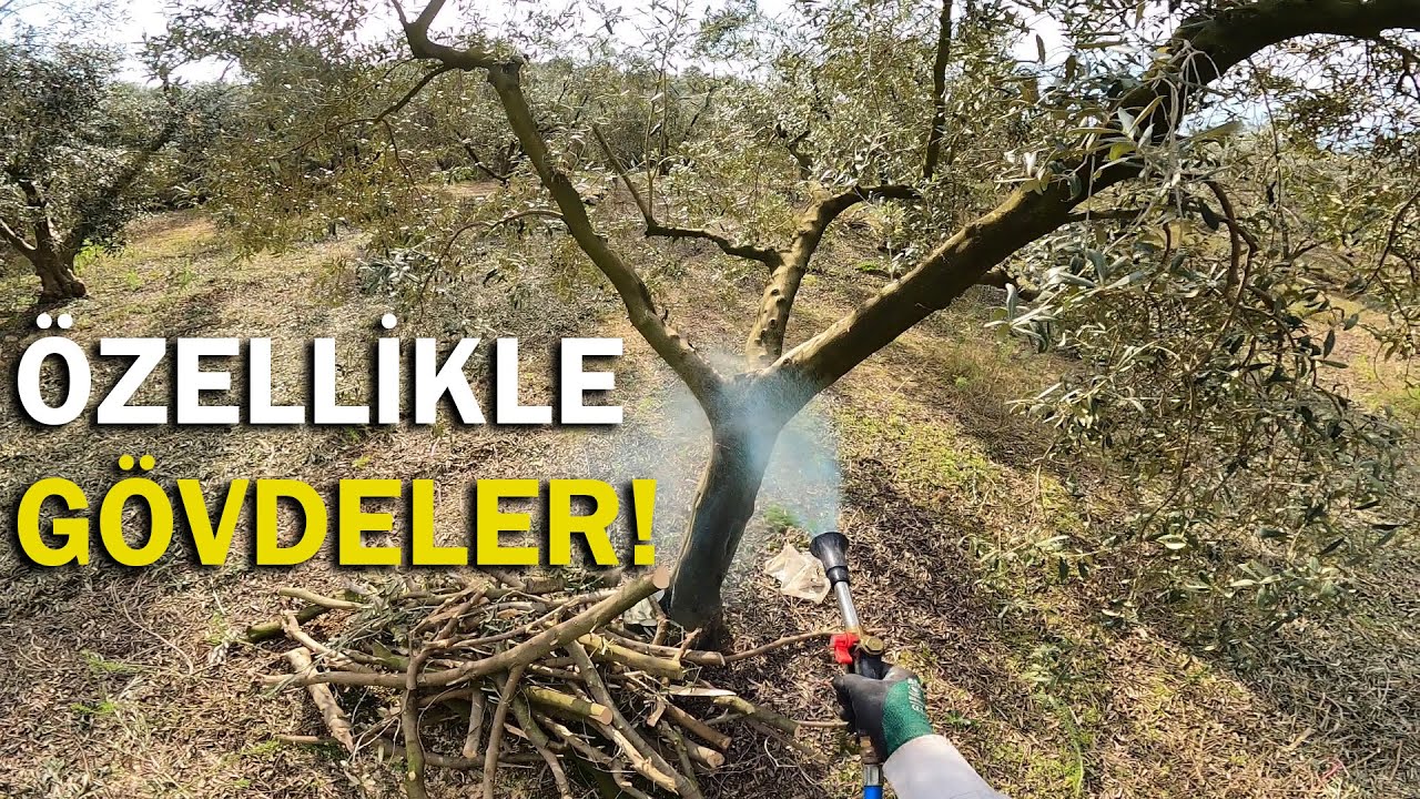 Halkalı Leke ve Kansere Karşı Bordo Bulamacı Atıyoruz