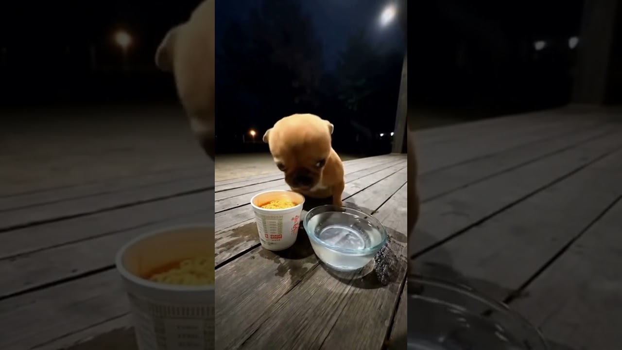 Mini caramelo comendo miojo apimentado