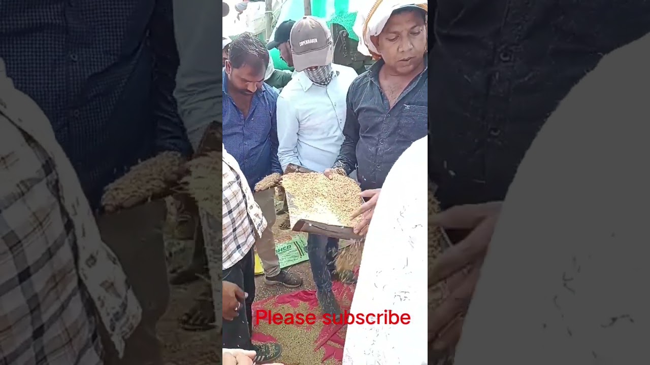 Raisen mandi bhav 08/11/2024