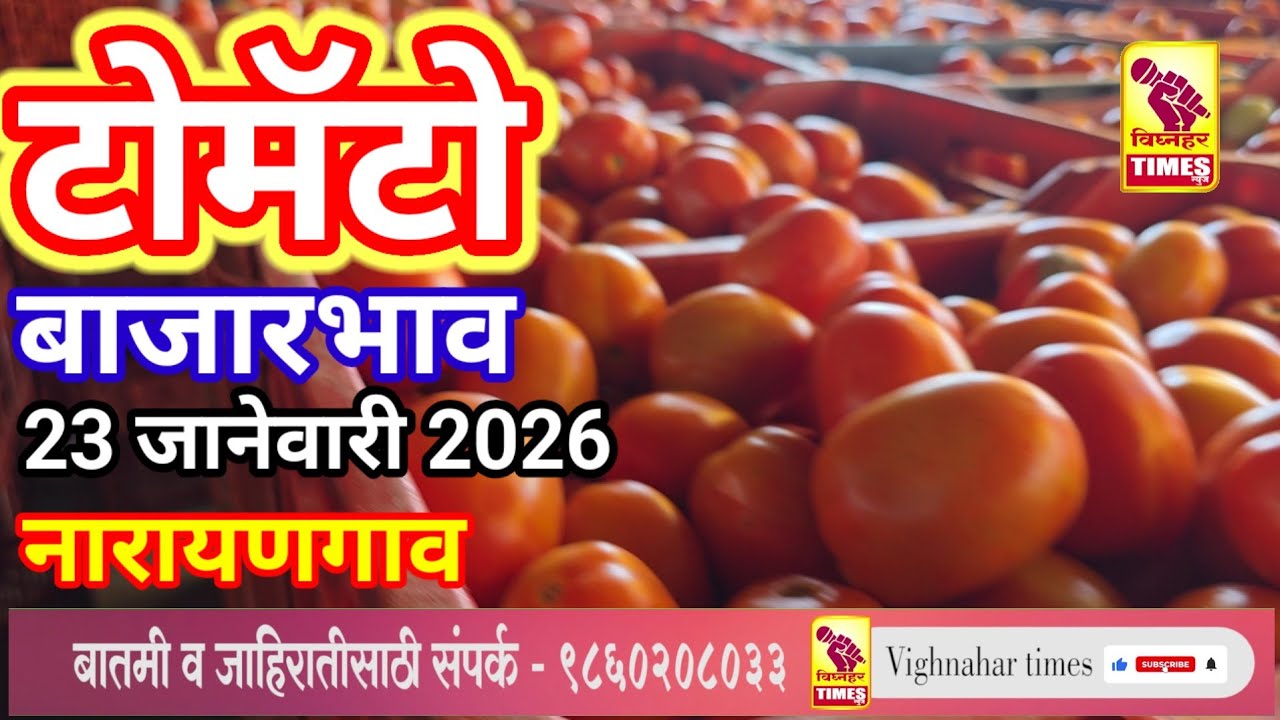 नारायणगाव टोमॅटो मार्केट l दिनांक 23 जानेवारी 2026 रोजी पहा काय मिळाला बाजारभाव?