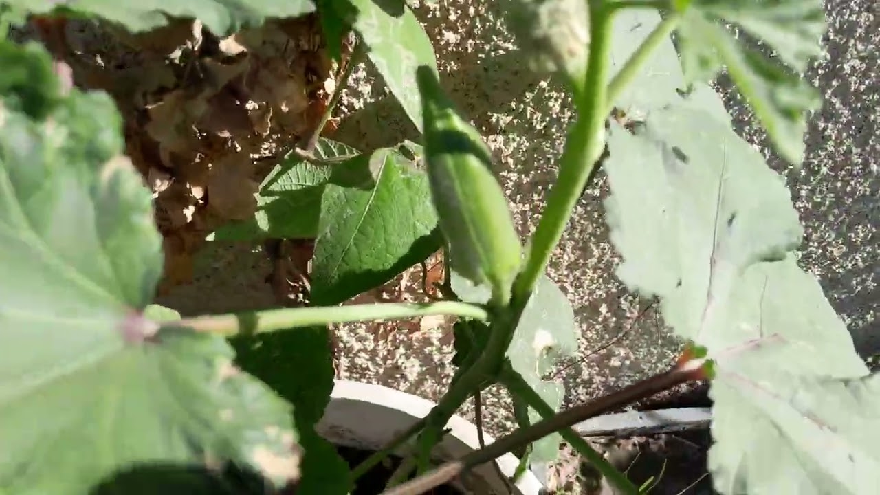 ماشاء الله ثمار الباميه والفاصوليا الخضراء من مزرعتي على سطح المنزل شجعوني بالاشتراك بقناتي. 