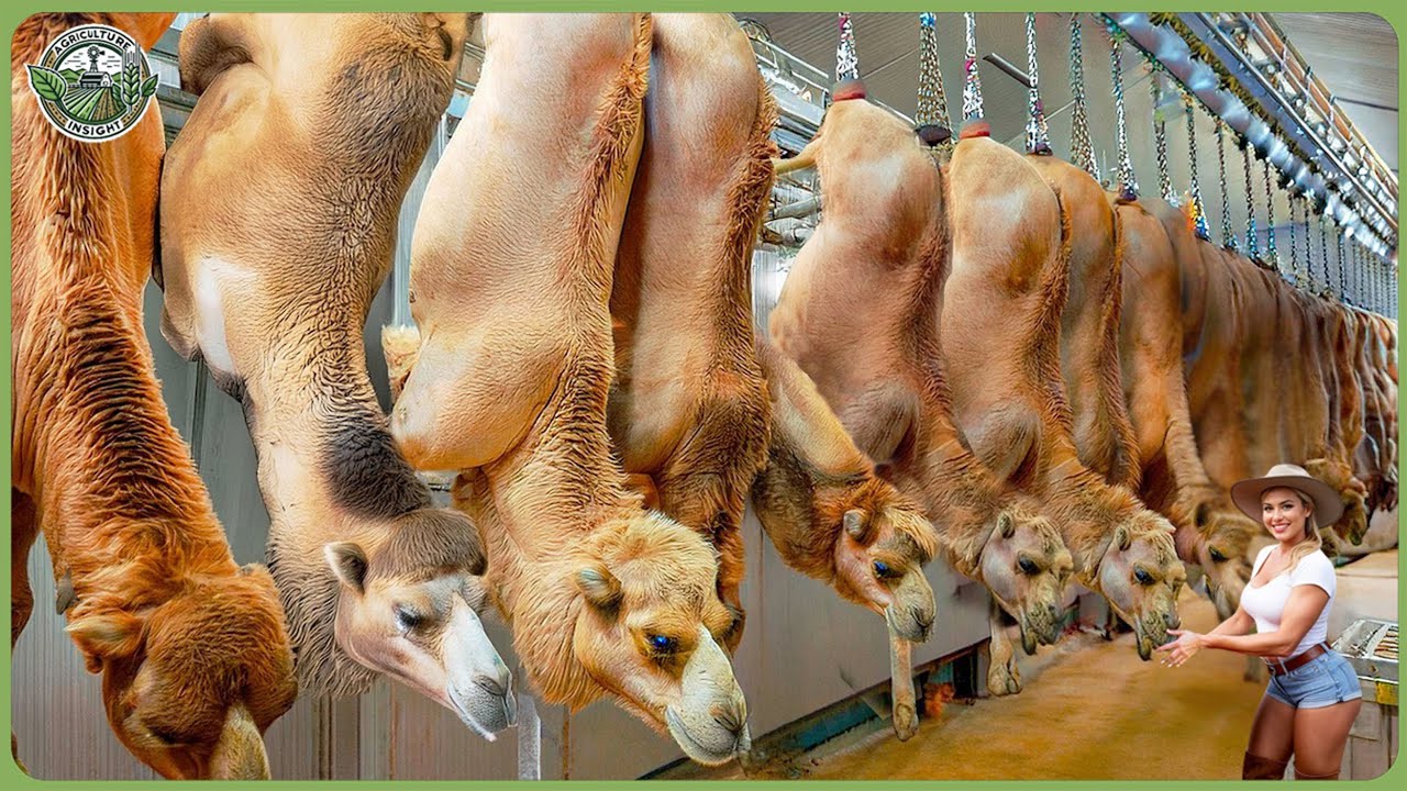 How Millions of Camels Are Processed - Incredibe Camel Farming For Milk & Meat