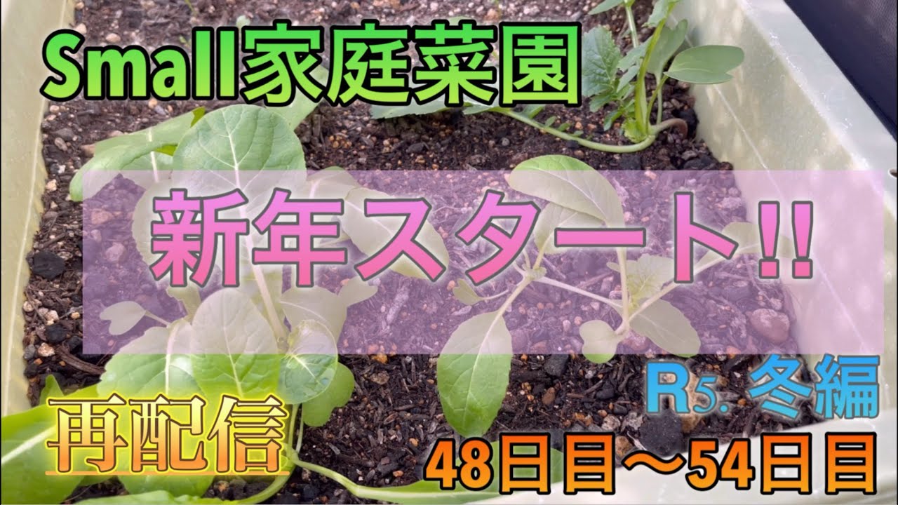 【再配信】small家庭菜園（r5冬編）48日目〜54日目