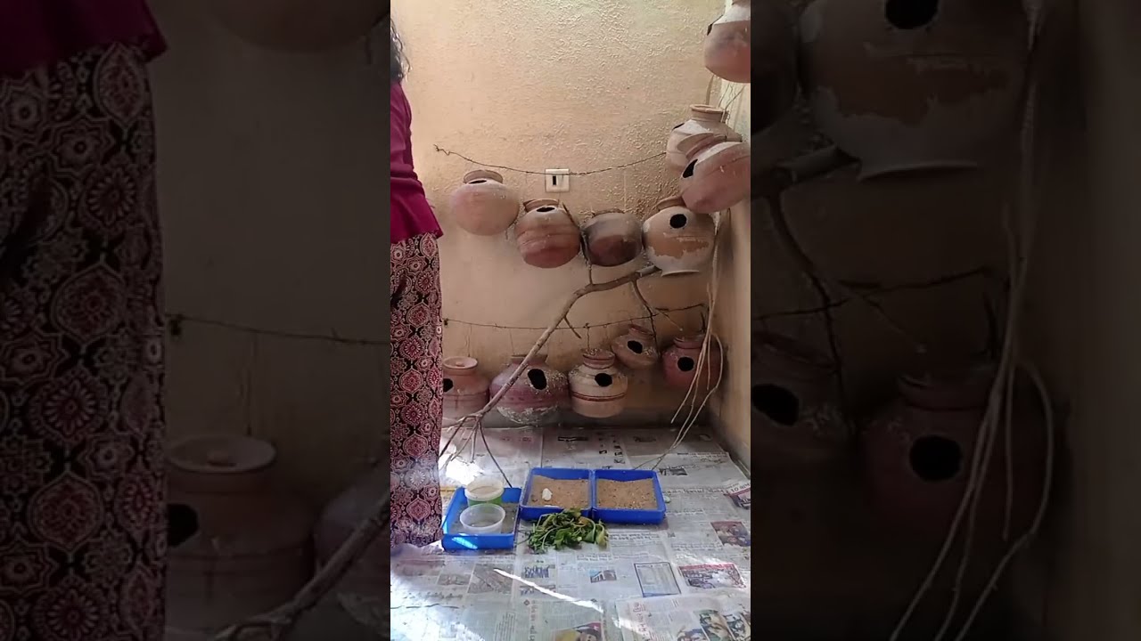 My birds Aviary is live!