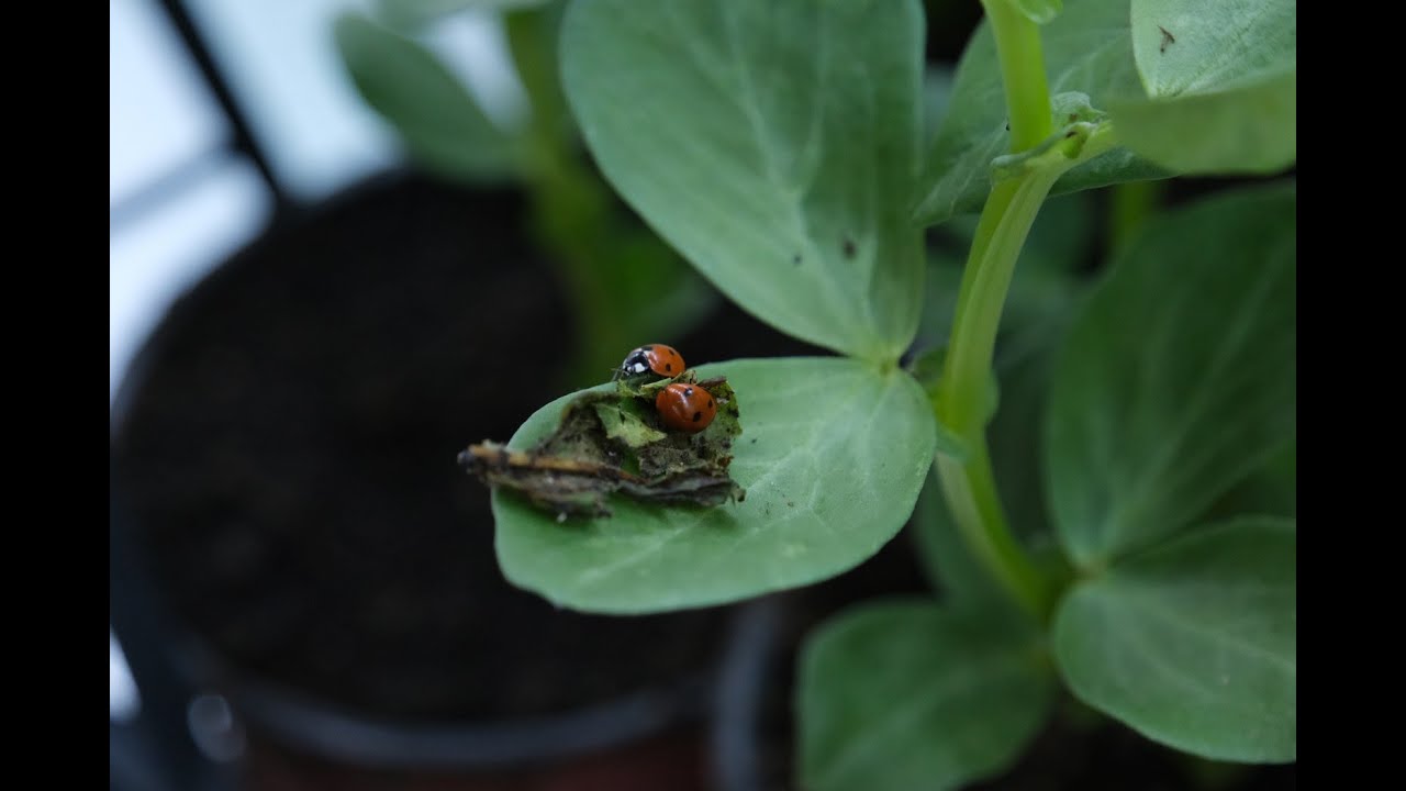 Yaprak Bitine Karşı Biyolojik Mücadele