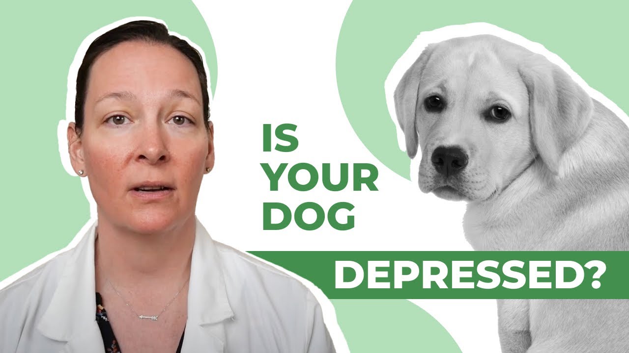 Top 10 Signs Your Dog is Depressed! 😔