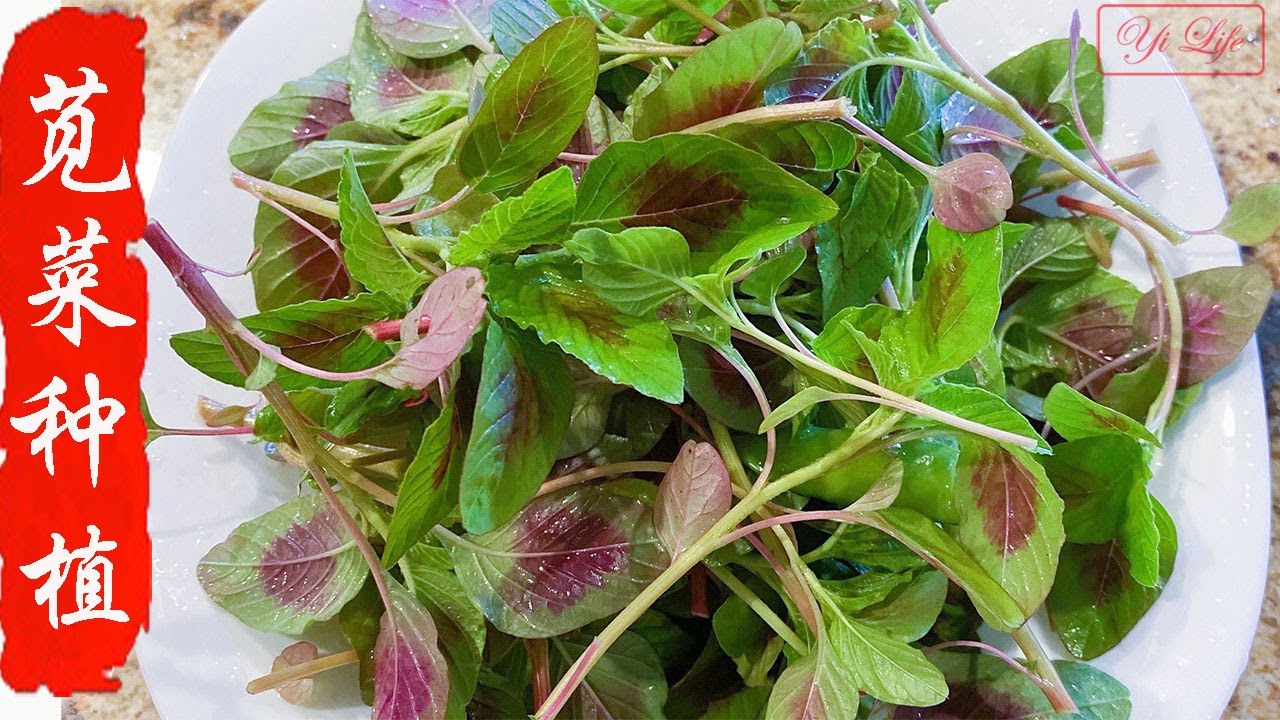 一两苋菜一两金！红苋菜的庭院种植、管理与采摘：掌握2个小诀窍，才能成功！| 红苋菜的扦插育苗技术 | How to Grow Amaranth？| Ep 108 【Yi Life】