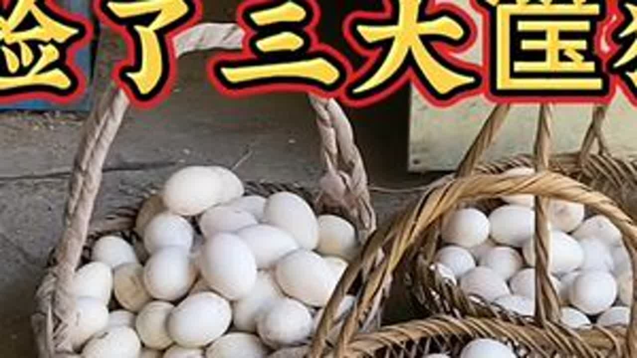 华姐家今天收获满满，捡了三大筐狮头鹅蛋，看这架势不得了哇！