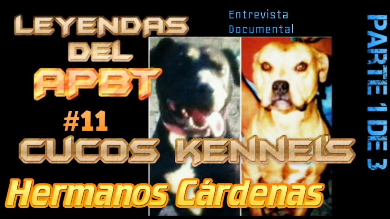 ⭐ LEYENDAS DEL APBT #11 ⭐ CUCOS KENNEL'S ⭐ HERMANOS CARDENAS ⭐ PARTE 1 📷 DOCUMENTAL 🌟 HISTORIA APBT