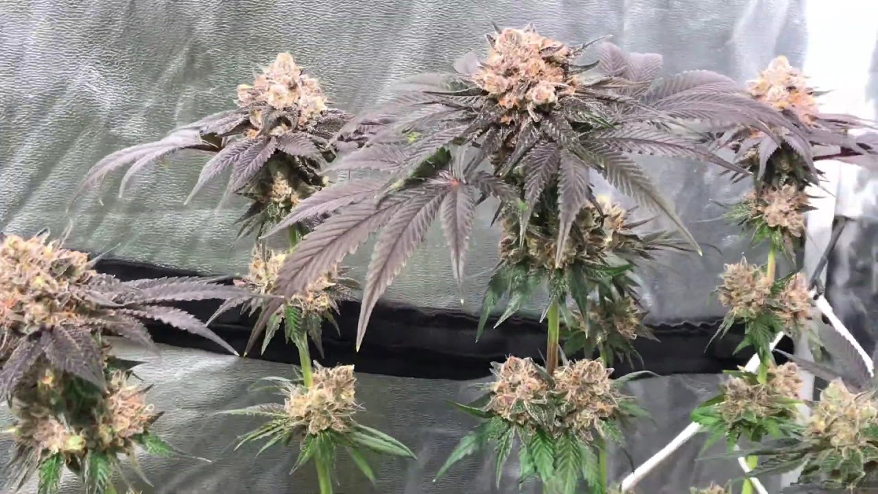 Sapphire Scout {Humboldt Seeds}