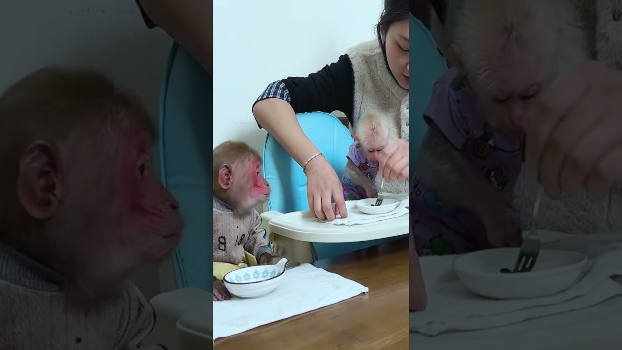 Bibi monkey verry smart   