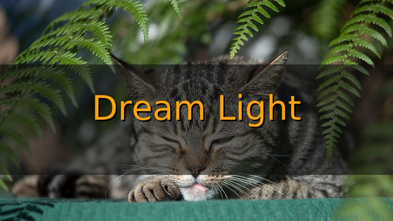 LIVE Relaxing Cat Sleep Stream for Cozy Night 💤