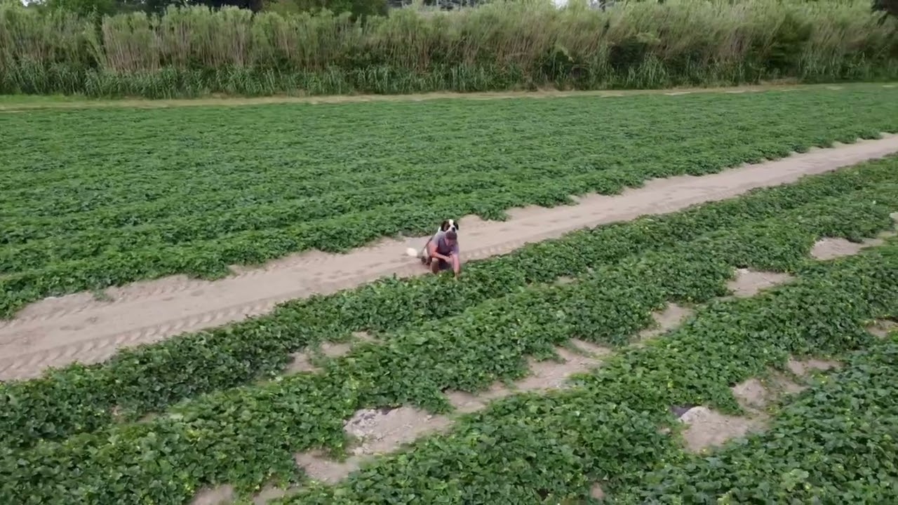 Les Melonnières du Grès Haut IGP Melons de Cavaillon