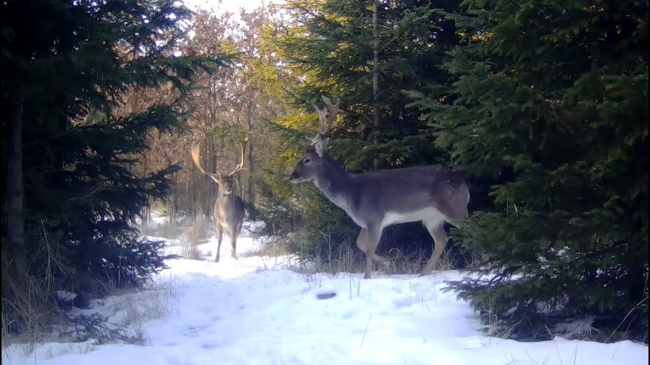 FOTOPAST MORAVA 1,  2/2026 #nature #myslivost#JAGD#woods#POLOWANIE#HUNTING#krásná příroda#CHASSE