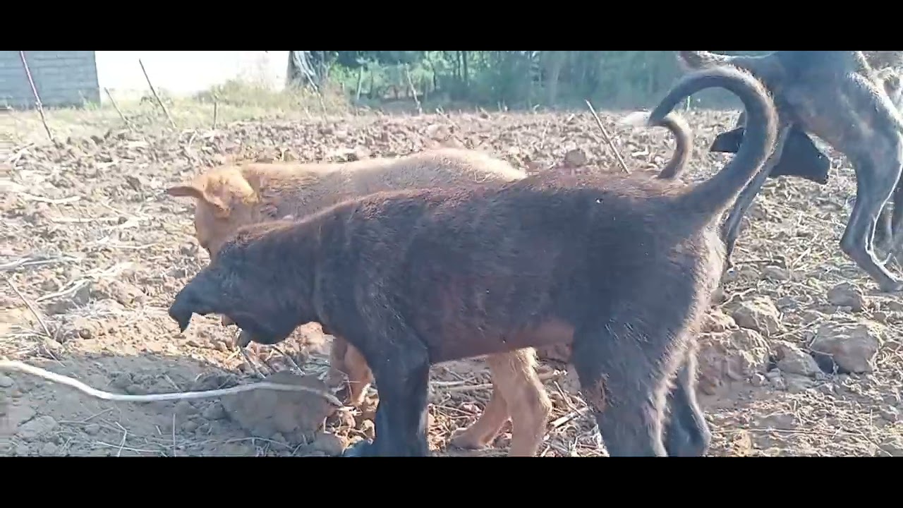 Masti time on top 🤣