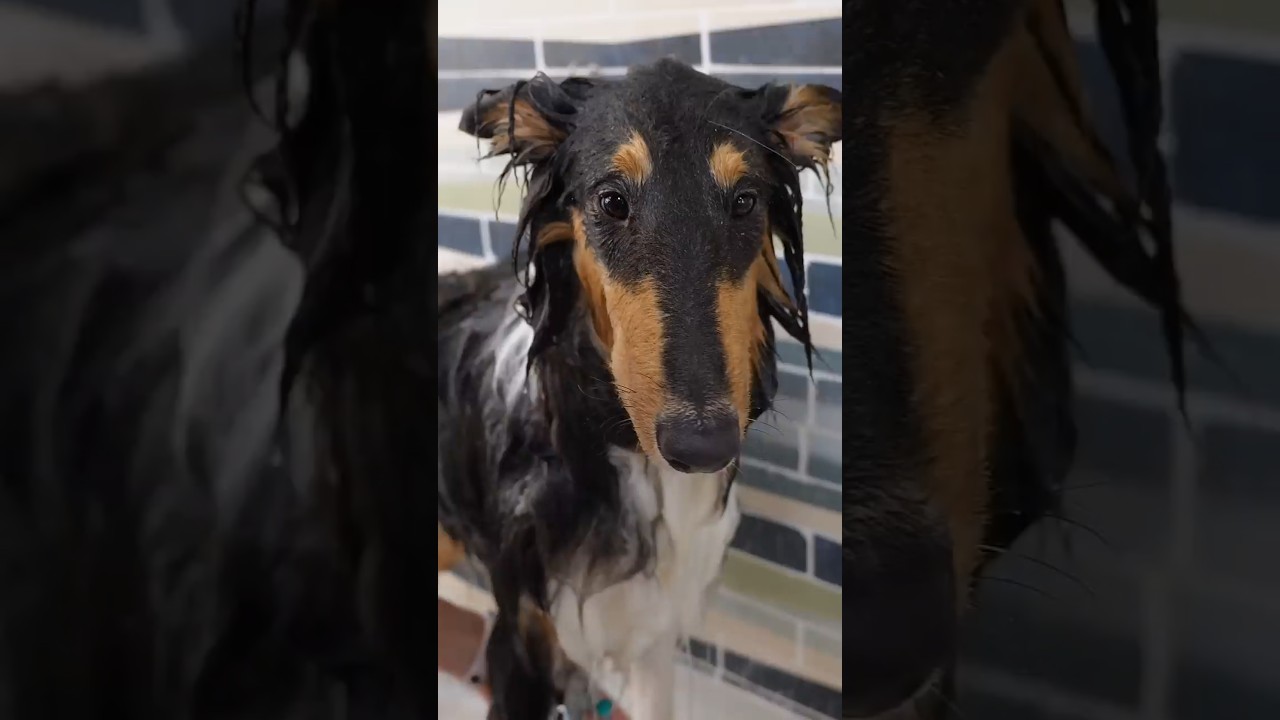 Como dar banho ao Rough Collie