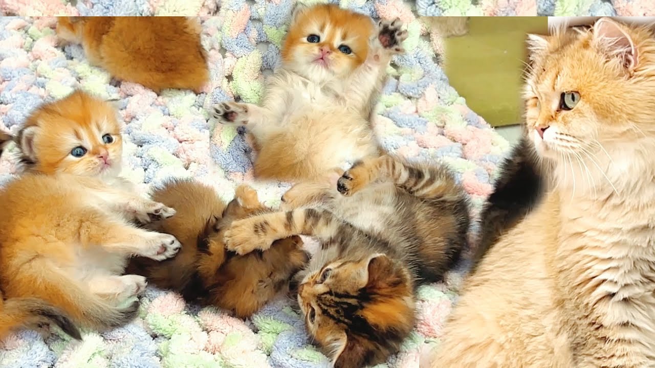 Котята думали, что мама ушла.Небольшие драки, новые друзья, первые игрушки - все под присмотром мамы