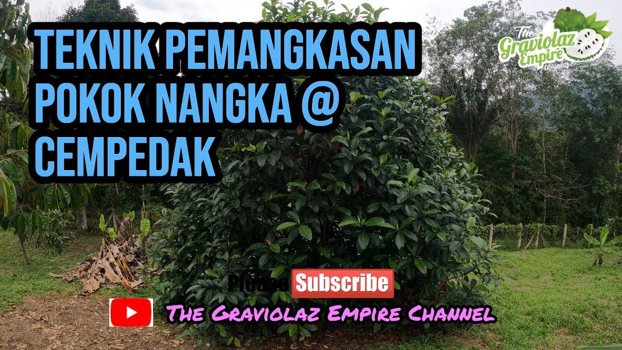 Teknik Pemangkasan Pokok Nangka @ Cempedak❗❗❗#1️⃣4️⃣6️⃣