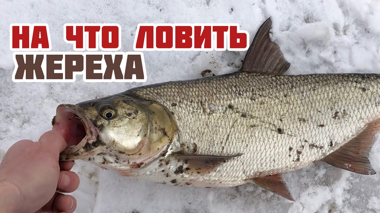 НА ЧТО ЛОВИТЬ ЖЕРЕХА | Уокеры, вибы, раттлины, блесны