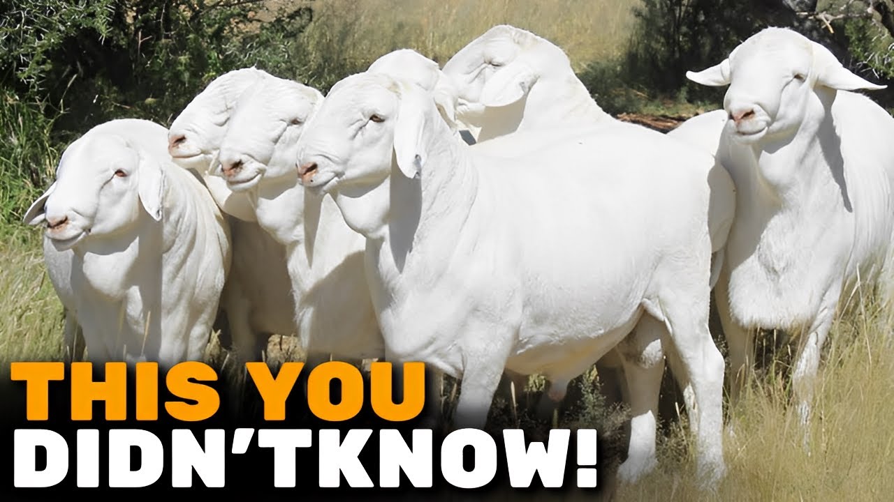 Why breed Van Rooy sheep? This breed surprised everyone!