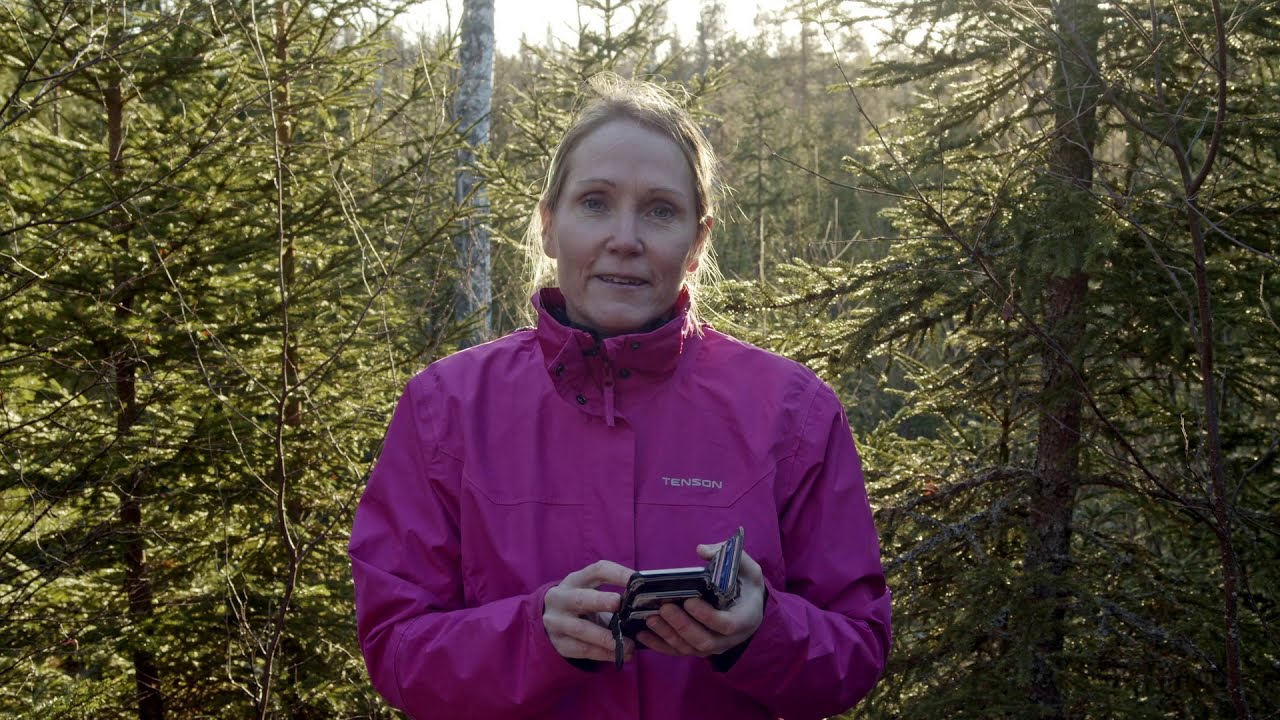 Skogskunskap Röjningssanalys