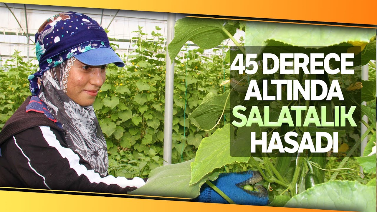Elazığ’da 45 Derece Altında Salatalık Hasadı