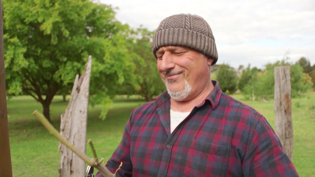 Replacing My Lemon Tree Espalier