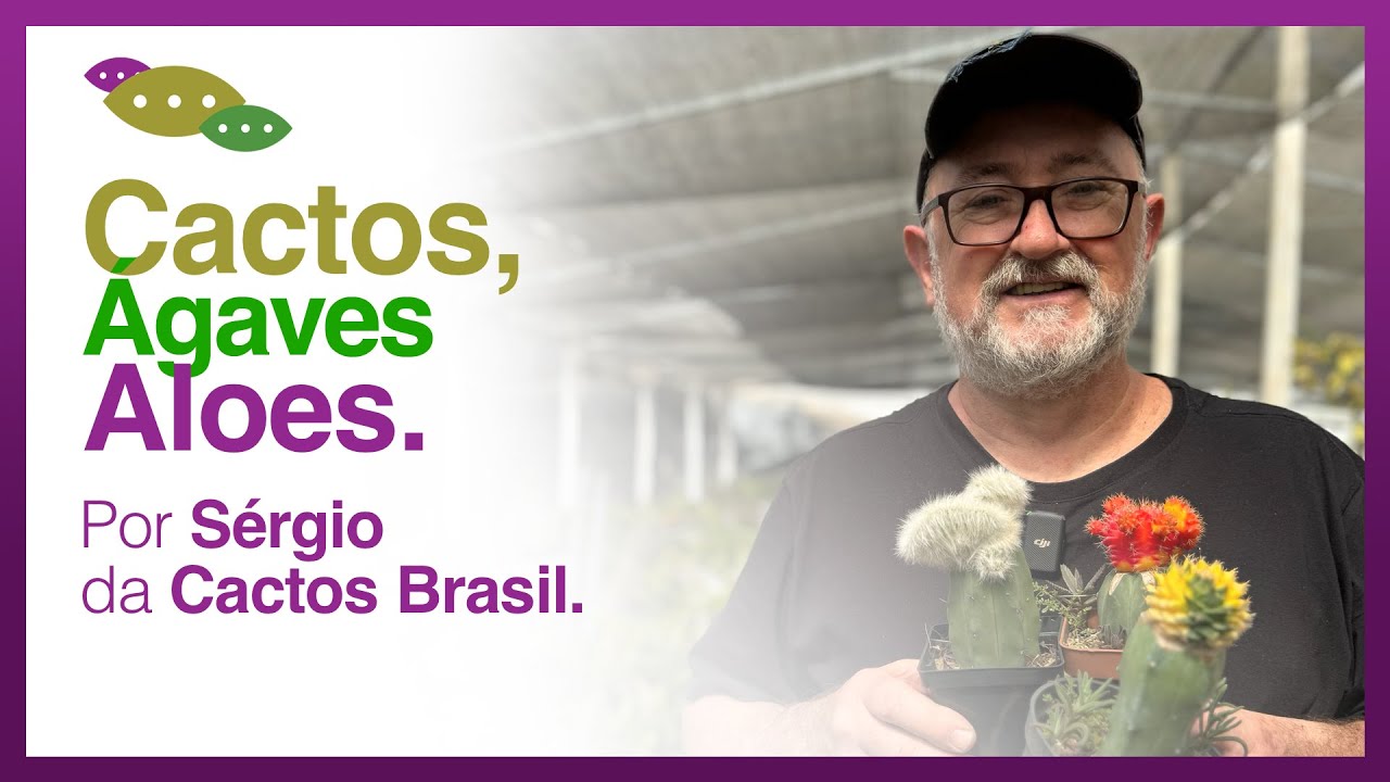 Cactos Brasil - CACTOS, ÁGAVES, ALOES, PACHYPODIUMS e outras PLANTAS (de clima árido)