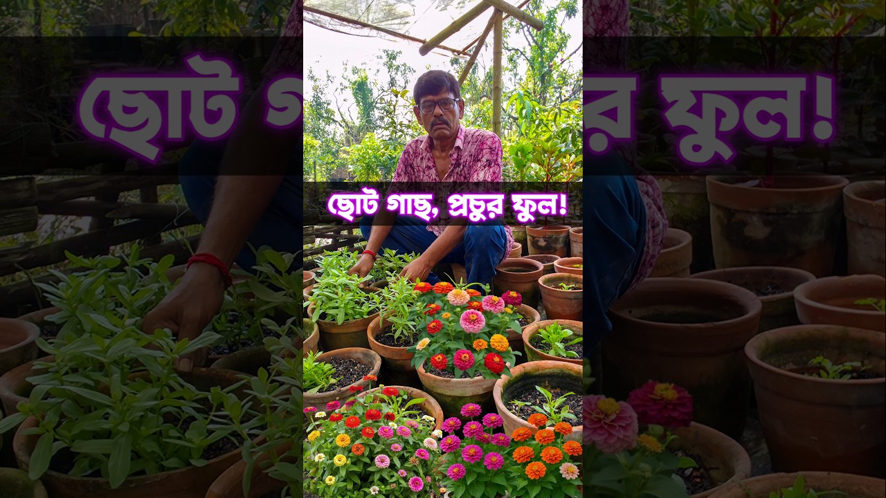 If you know this trick, zinnia flowers will not stop blooming#shorts#shortsbeta #shortsfeed#gardening#ytshort