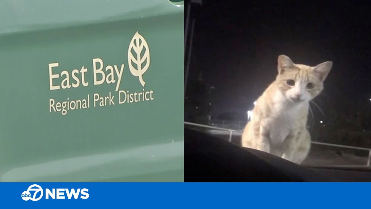 I-TEAM EXCLUSIVE: East Bay Regional Park District staff admit to shooting, killing cats