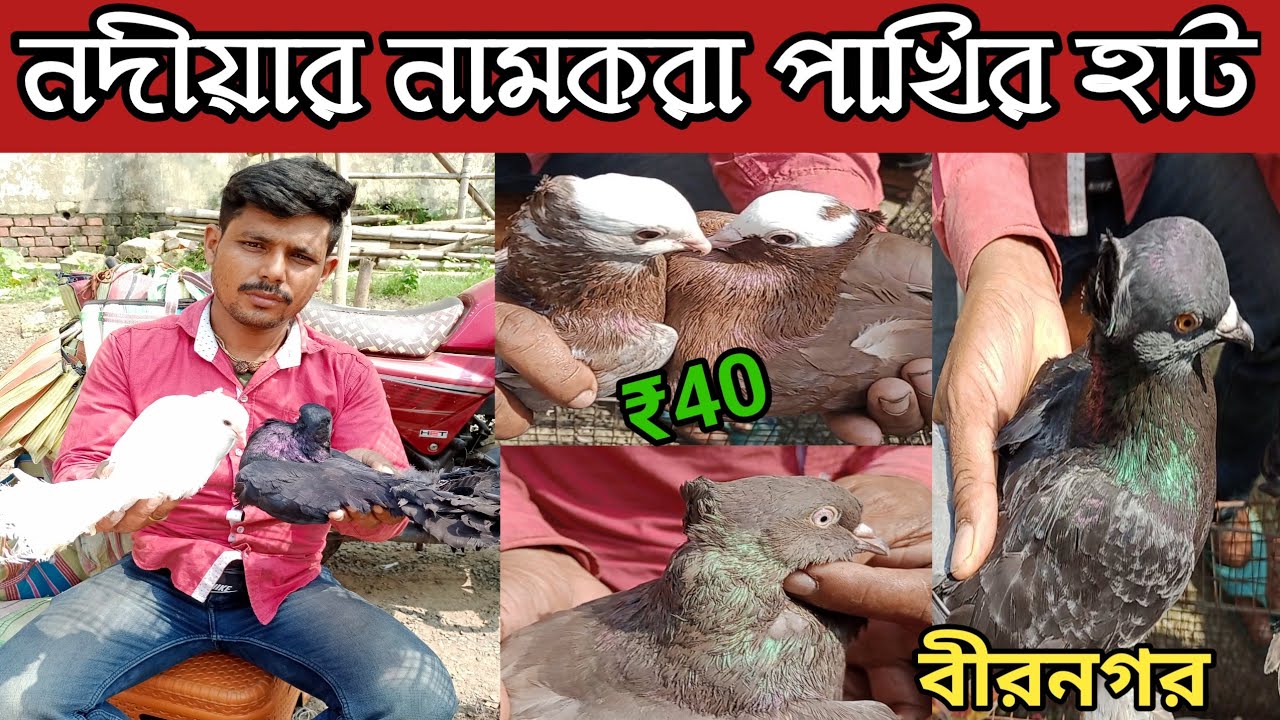নদীয়ার নামকরা পাখির হাট |Nadia birnagar bad market। kabootar