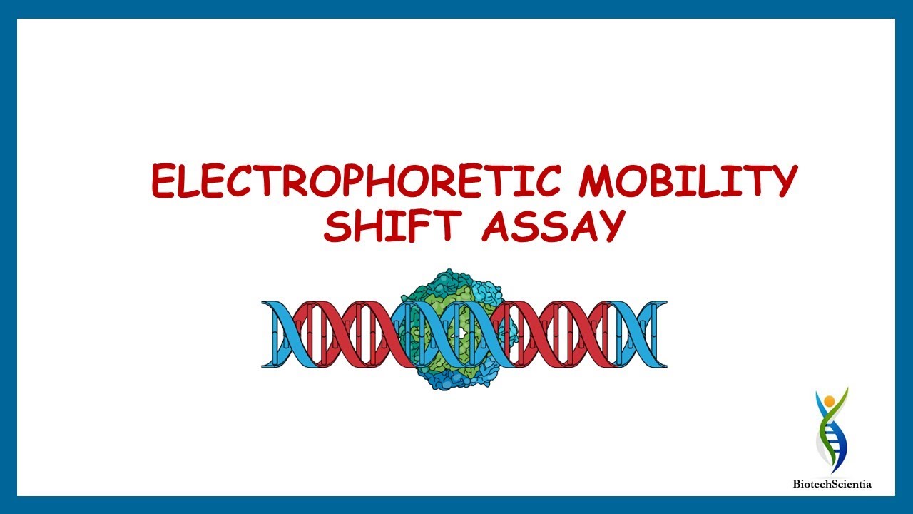 Electrophoretic Mobility Shift Assay| Gel mobility Shift Assay| Gel Retardation Assay
