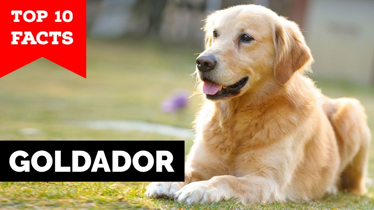 Goldador - Top 10 Facts