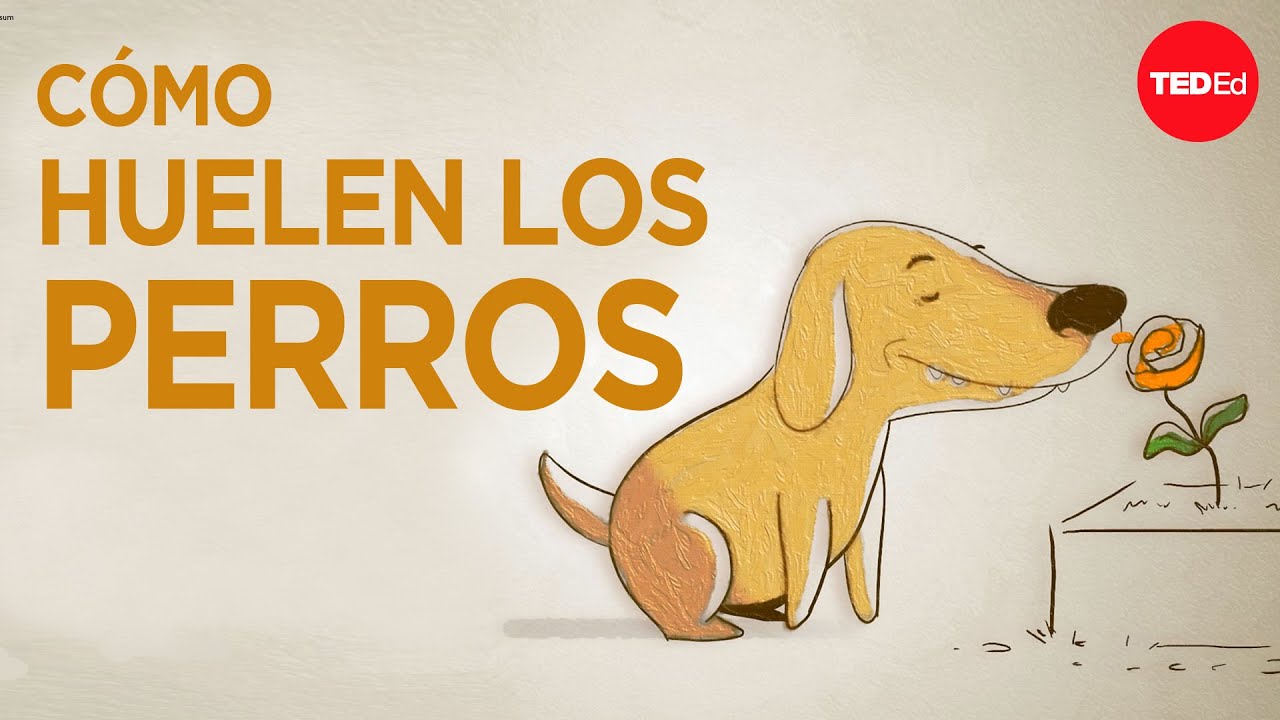 &iquest;C&oacute;mo &ldquo;ven&rdquo; los perros con la nariz? - Alexandra Horowitz