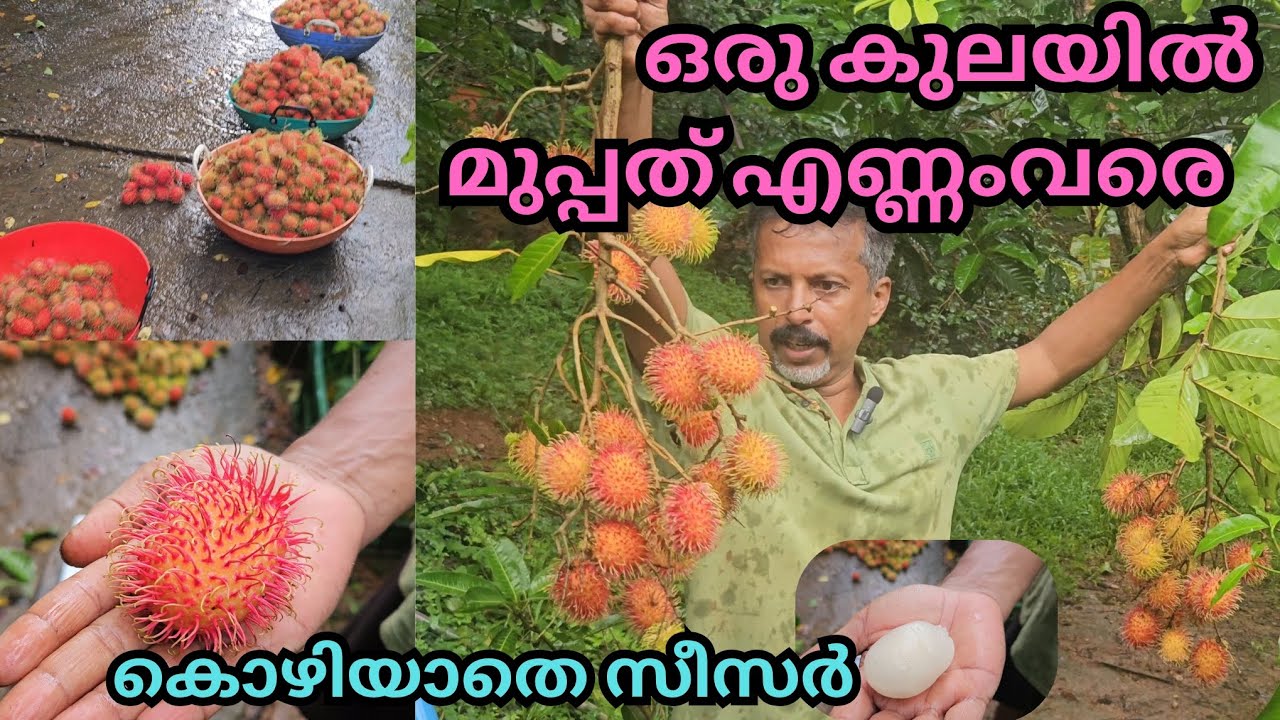 മഴയിലും മധുരം ഒട്ടും കുറയാതെ സീസർ റമ്പൂട്ടാൻ#fruits#rambutan#harvesting#best verity#plants#ceser
