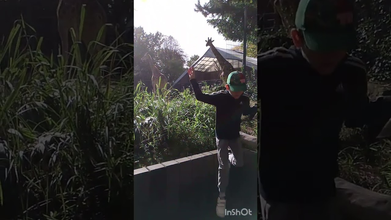 Zoo Dortmund. Дортмундский зоопарк &ndash; дом жирафов, морских котиков и других удивительных животных.