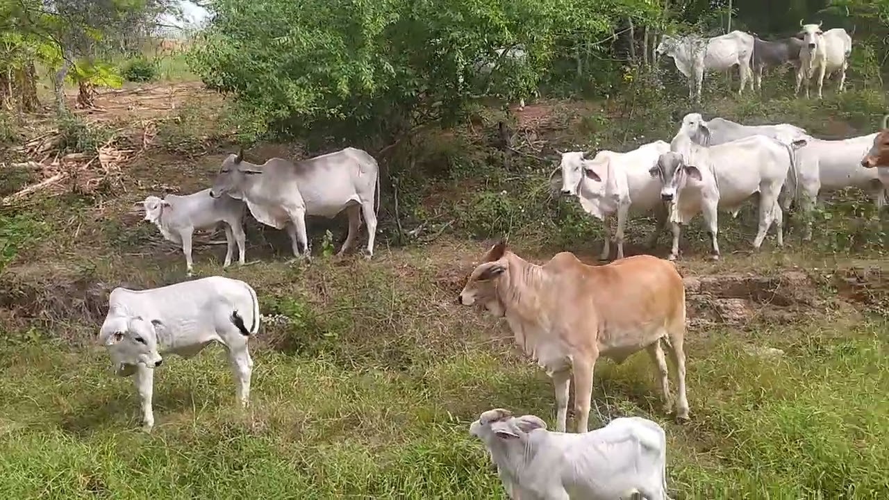 Mais um vídeo pra vcs aí galera do Agro chame cuida acompanhe nois aí.🤠@elizeucunha5459#fazenda