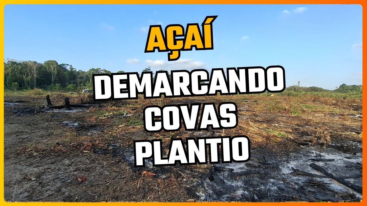 Açaí: Demarcando Covas Plantio