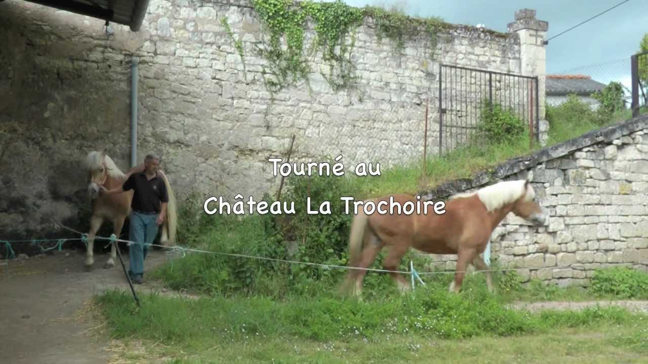 Les cris d'animaux ! Par orthogaffe.com : orthosketch 79.